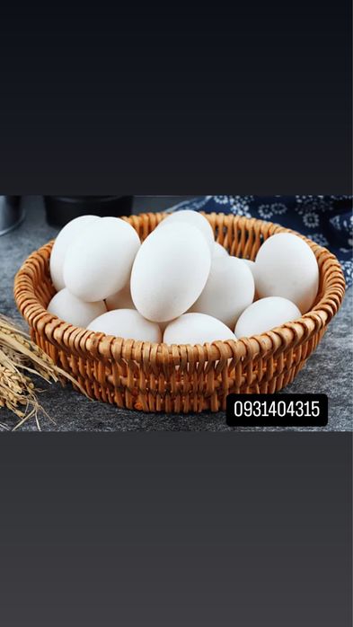 інкубаційне яйце