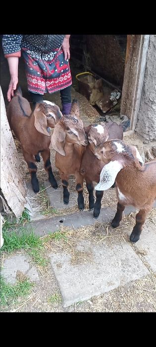 Продаю англо-нубійських цапиків