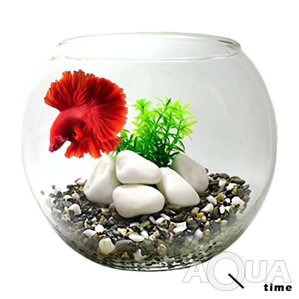 Подарунок - Королівська рибка в акваріумі на 5 л