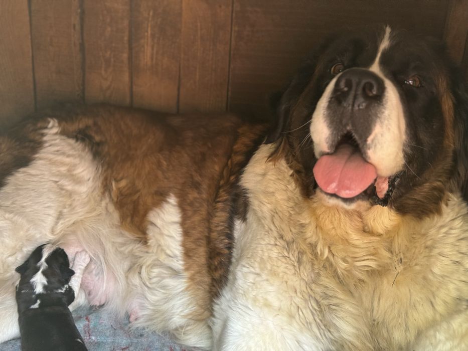 Сенбернар Одеса