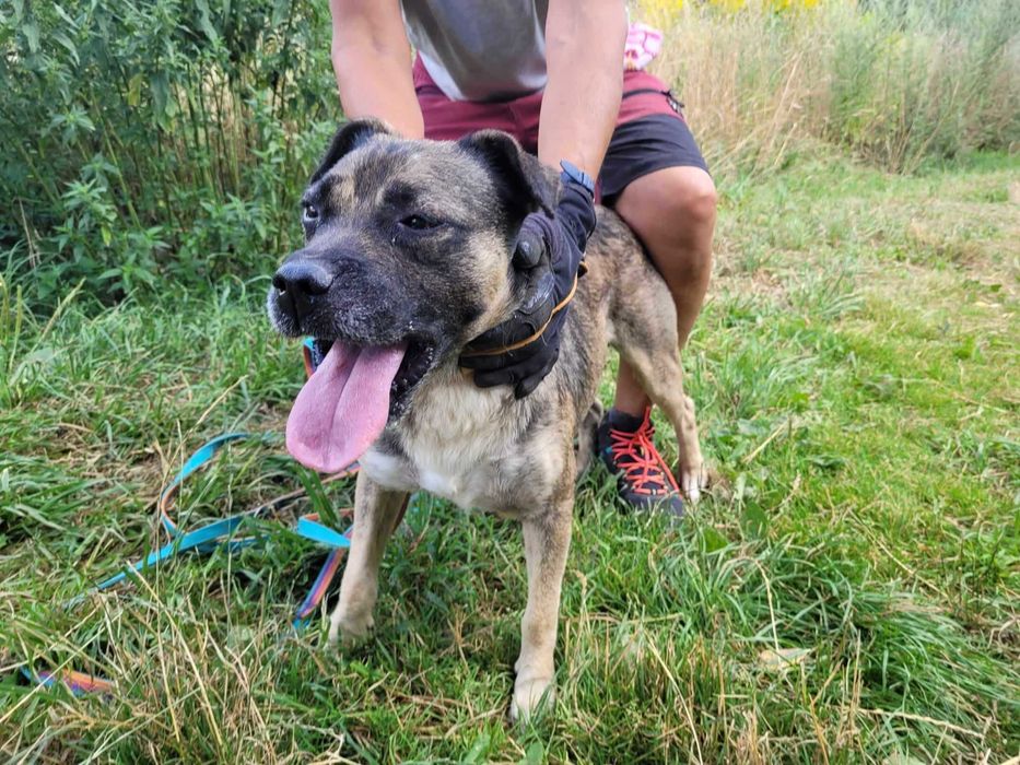 Młody, przyjazny SZCZEPANEK szuka domu !!