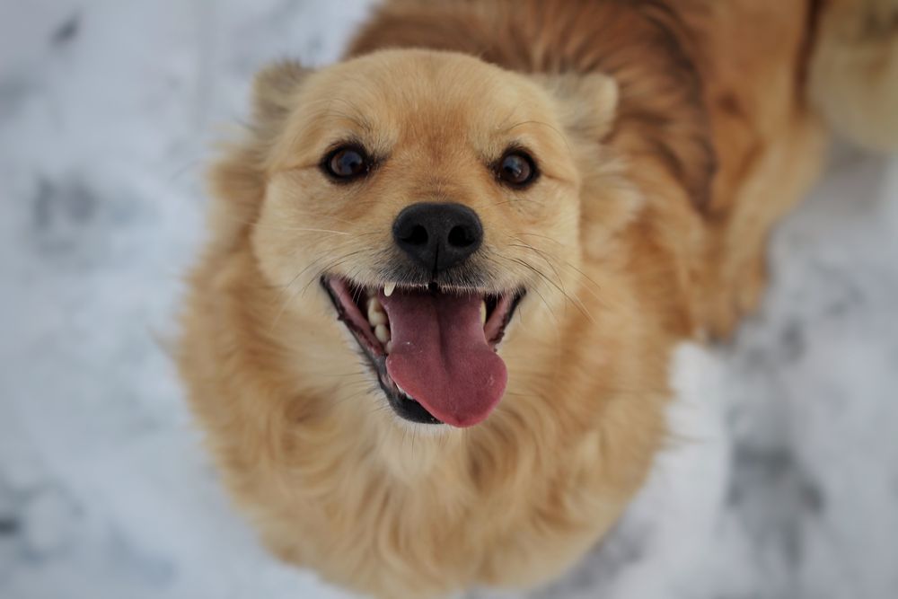 Goldie- pies do adopcji