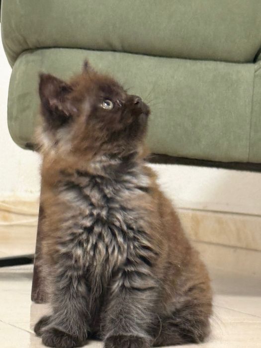 Maine coon de exelente linhagem Macho