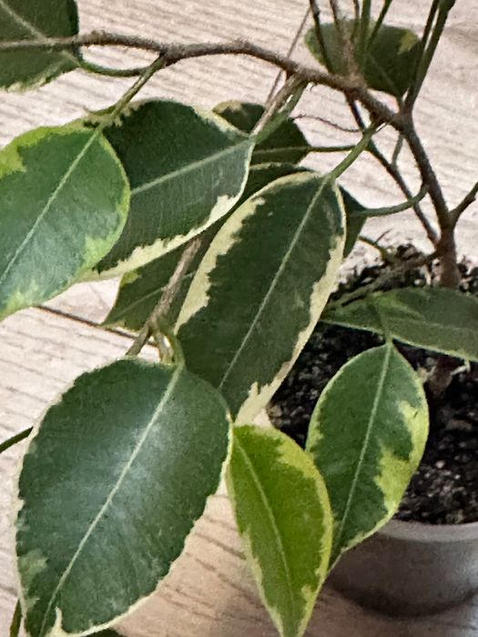 Фікус Бенджаміна варієгатний