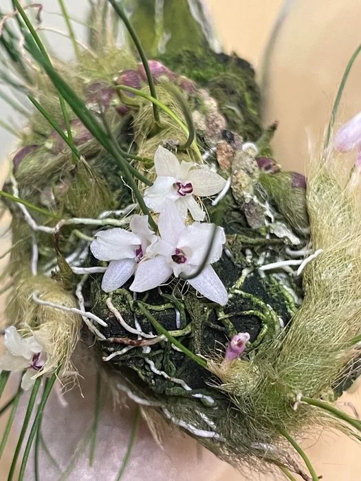 Орхідея Isabelia virginalis громезна доросла