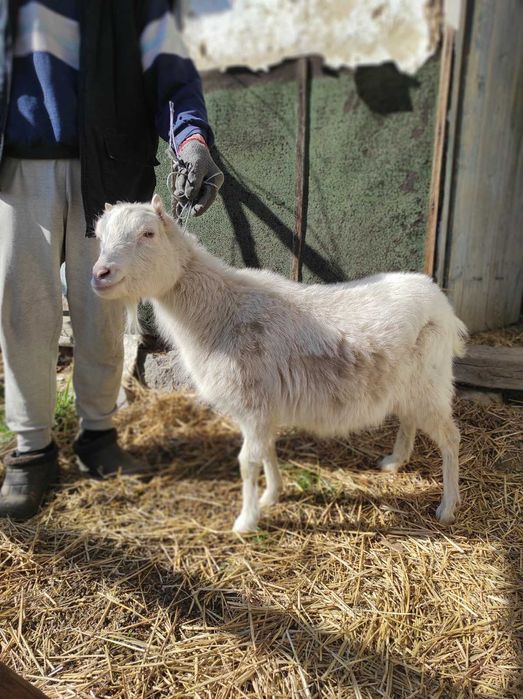 Продається коза ламанча 1,5 роки