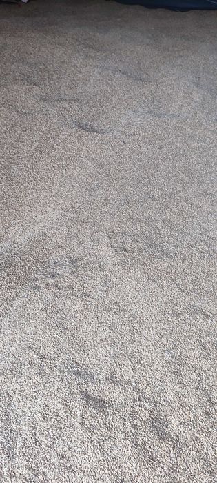 Przenżyto ozime Tributo