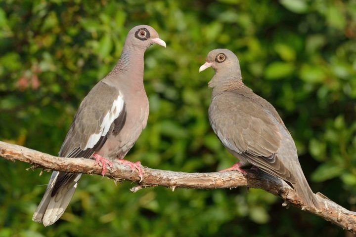 Casal de columba corensis
