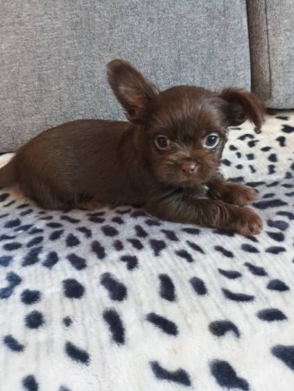 CHORKIE york +chihuahua :)