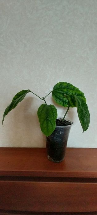 Комнатні квіти різні