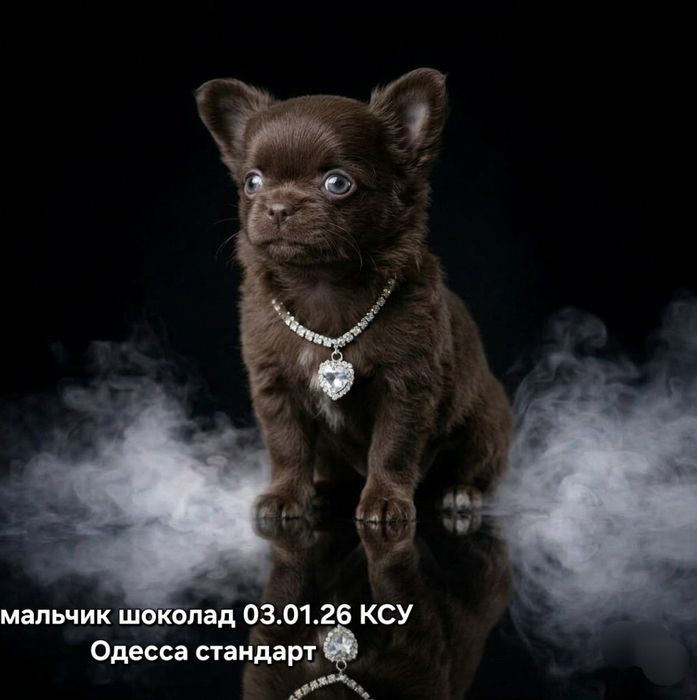 Шикарный шоколадный КСУ