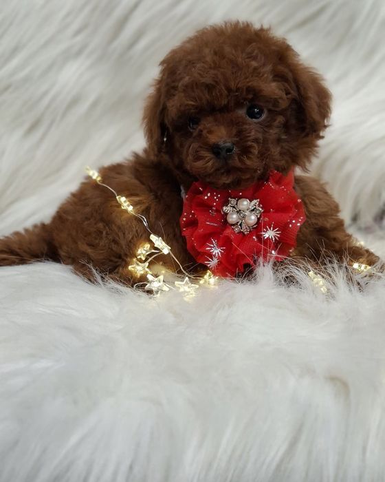 Малишка ред браун!той пудель