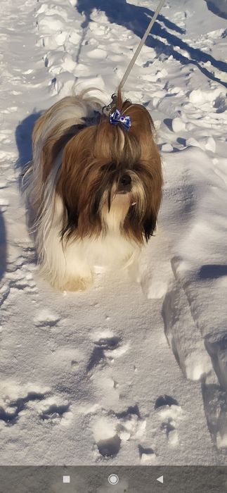 Ши-тцу, пропонується кобель для в'язок