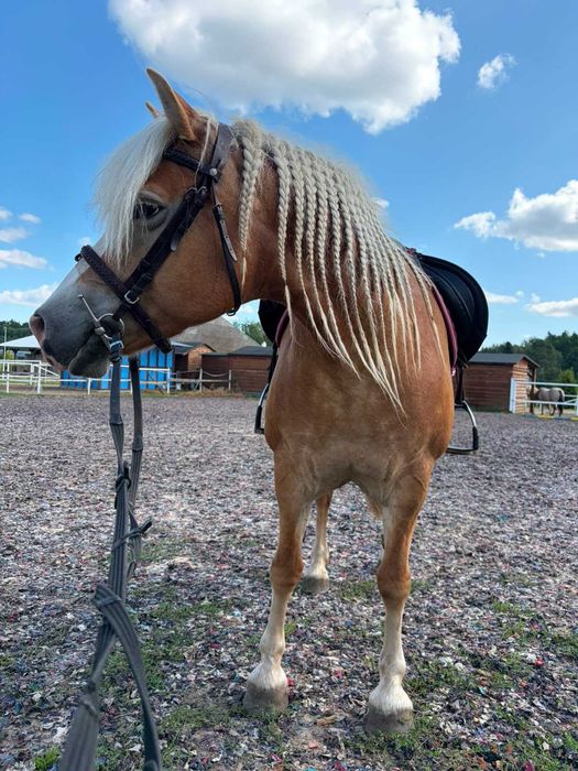Klacz haflinger Mija oaza spokoju