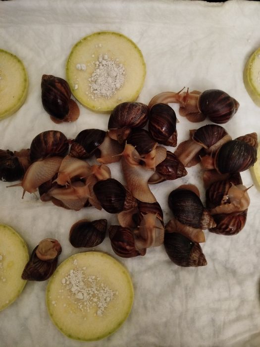 Равлики  ахатини