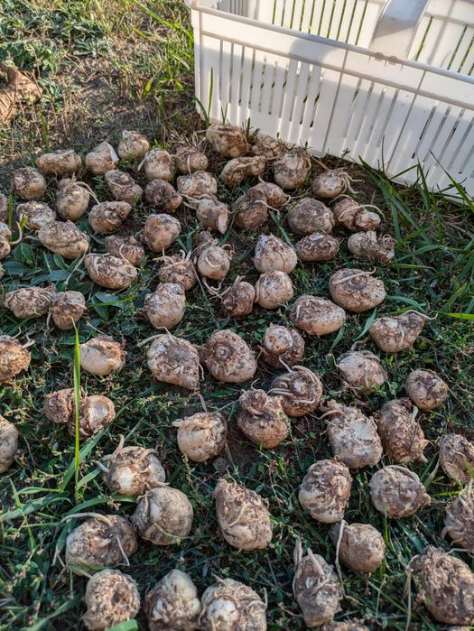 Kalla zantedeschia biała