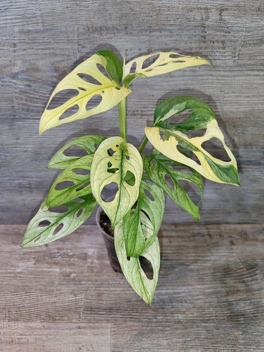 Монстера Адансонії варіагатна, Monstera Adansonii variegata