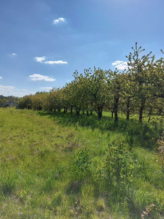 Sprzedam działkę siedliskową ze starym sadem 18 439 m² (ok2ha). Gmina Mszczonów, 55 km od Warszawy – 1 h drogi - Widok 4