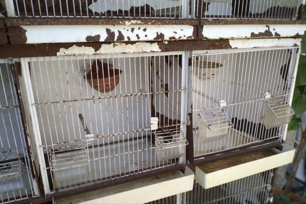 Conjunto de quatro gaiolões