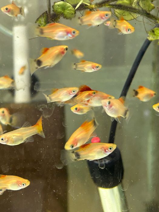 Риба акваріумна різна