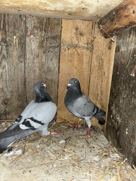 Sprzedam gołębie pocztowe