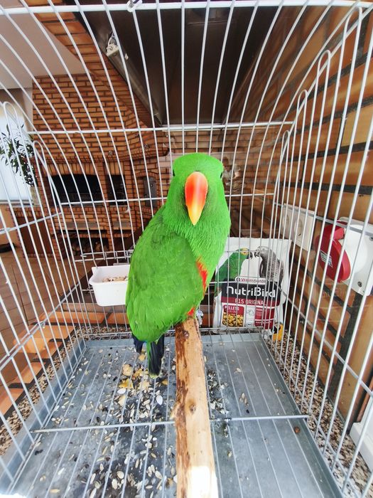Papagaio Ecletus