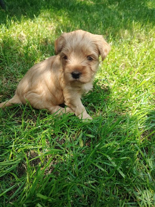 Yorkshire terrier