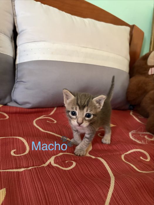 Gatinhos para adoção responsável