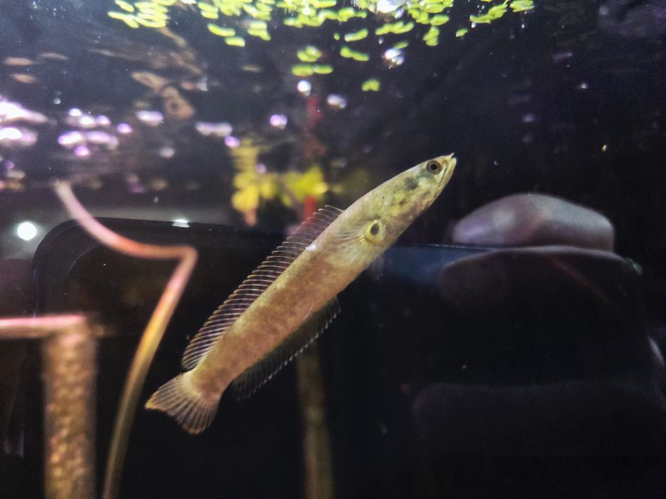 Channa limbata (Wężogłów)
