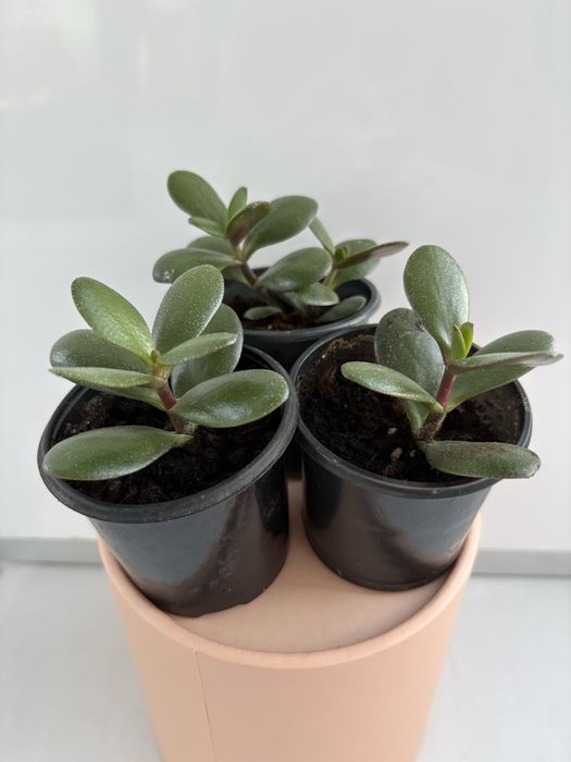 грошове дерево (Crassula ovata) – великі та маленькі саджанці!