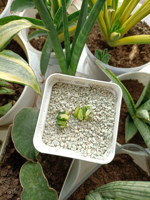 Хавортія трункати варієгатні Лайм