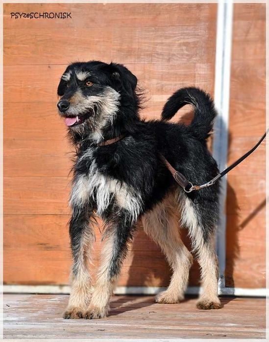 Rumcajs – radosny psiak szuka równie aktywnej rodziny