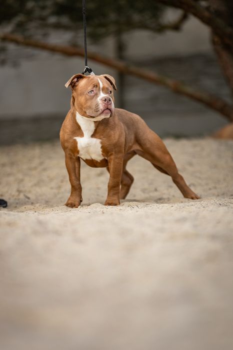 Suczka american bully szczeniak abkc classic