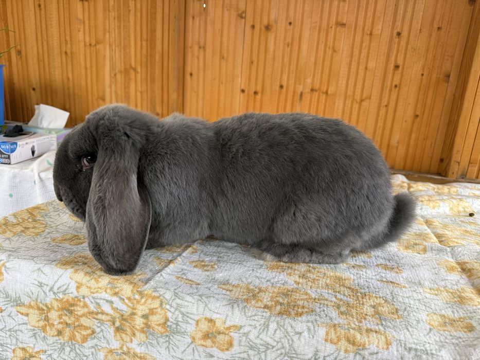 Samce baran francuski niebieski rodowód