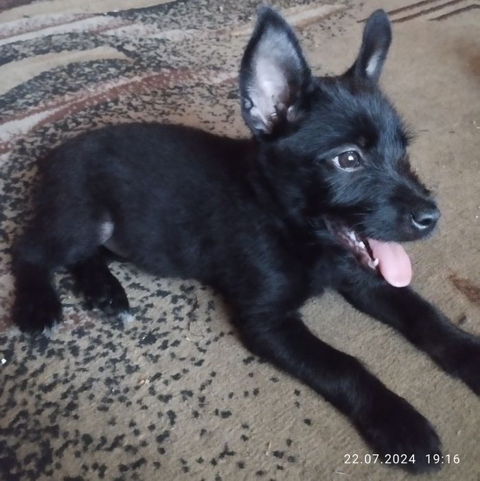 Віддам в добрі руки.Цуценя 2,5 місяці , дівчинка Джесі.