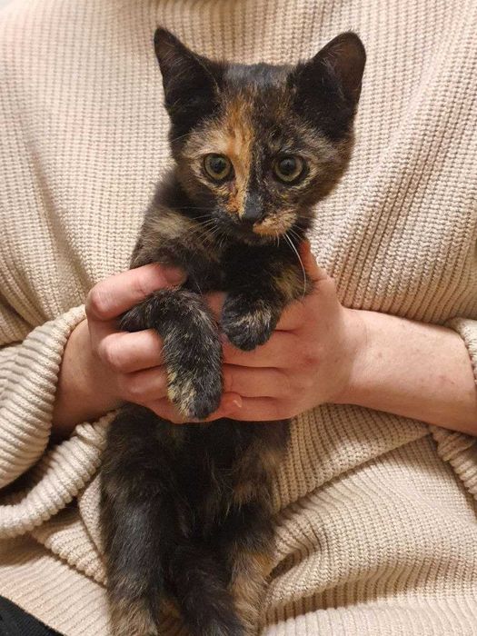 Котенок девочка спасёнышь