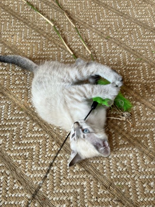 Gatinhos para adopção - procuram nova familia :)