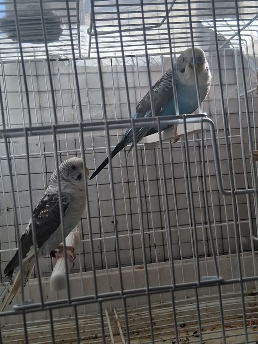 Casalinho de piriquitos asas negras e arco íris