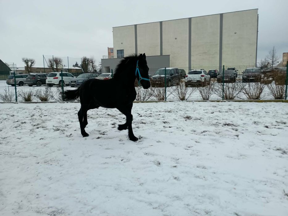 Sprzedam ogierka fryzyjskiego