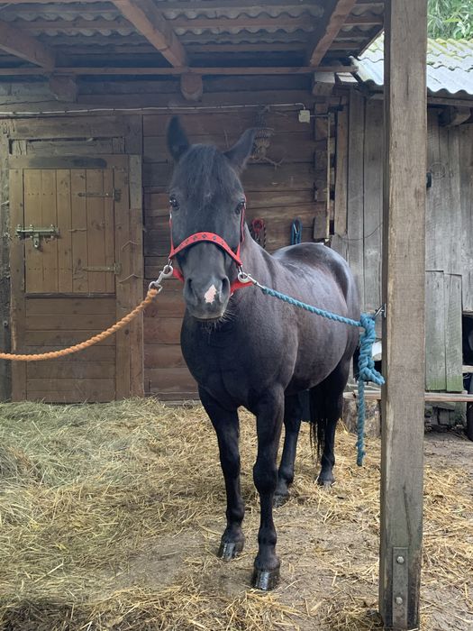 Wspaniały kuc feliński ze sprzętem