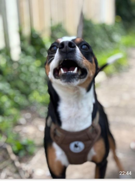 Doação  de cão  ,porte medio