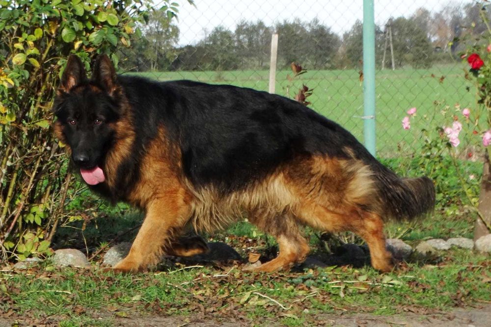 Owczarek Niemiecki Długowłosy - pies