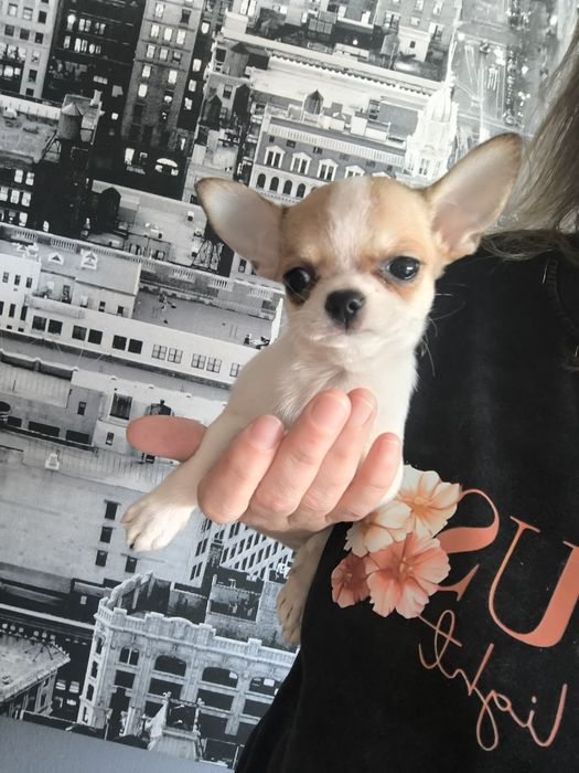 Chihuahua. Menino Mini branco e castanho.Cabeça de Maçã.Perfeito!