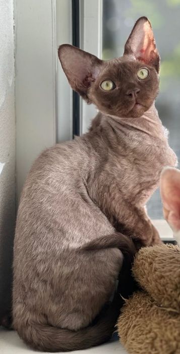 Кошенята девон рекс