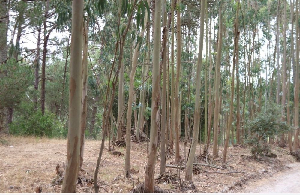 Arrendo terreno em Janas