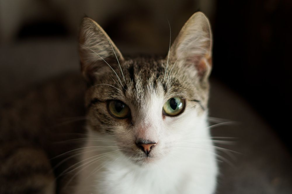 Oddam roczną kotkę