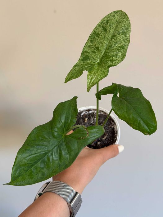 Planta Syngonium Mojito