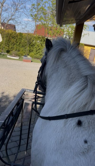 Klacz 3 lata sprzedam