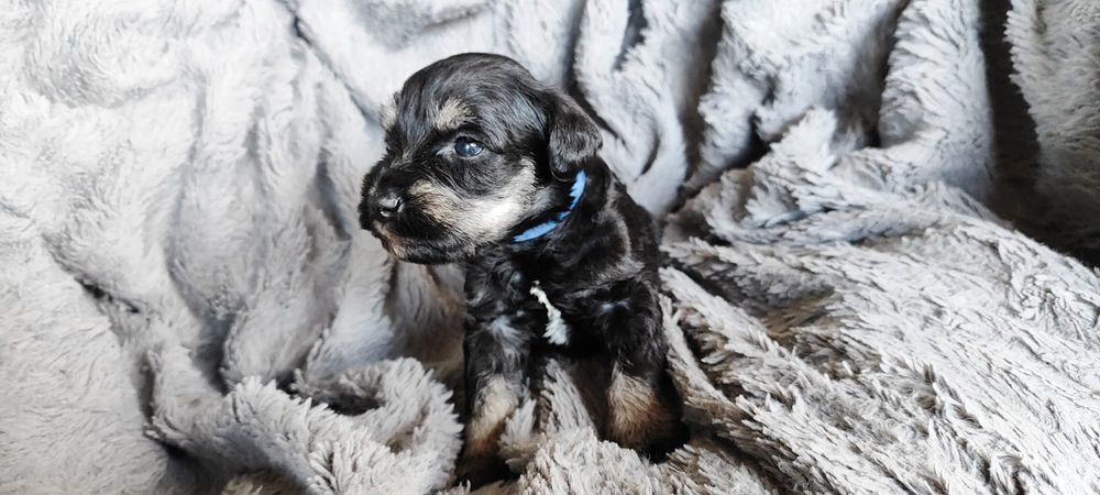 Sznaucer miniaturowy czarno-srebrny