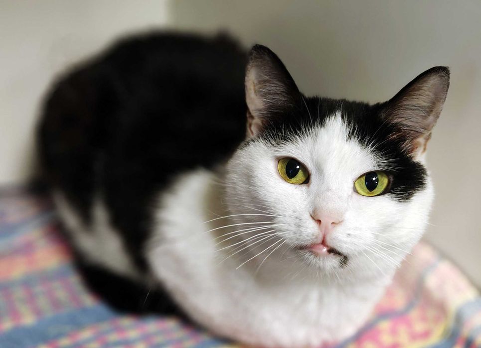 Дивовижна, добра Касатка (1 рік) мріє про родину. Стериліз. Кошка